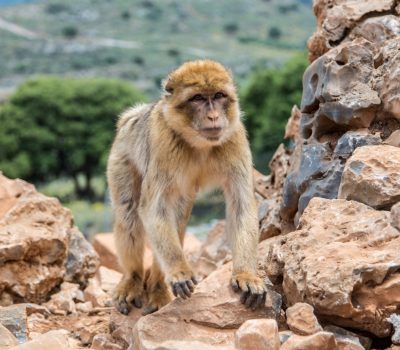 brown monkey climbing stones 2022 05 01 08 19 06 utc 2